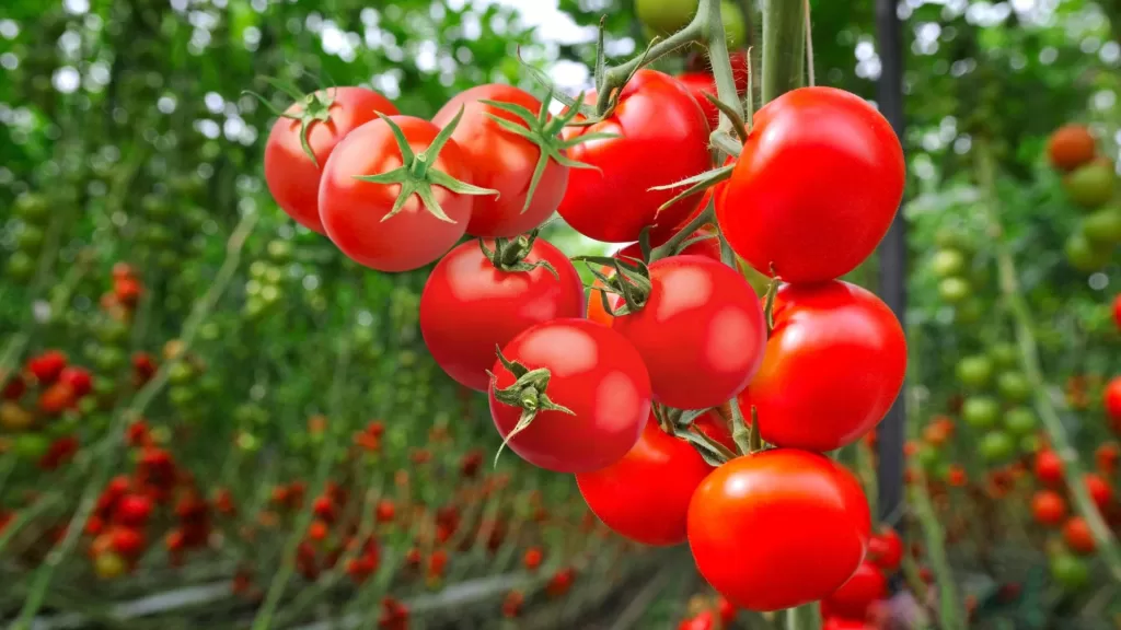 tomatoes benefits for skin