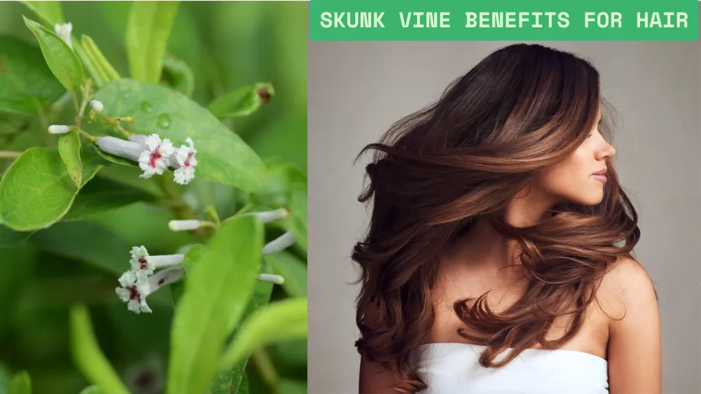 Skunk Vine Benefits for Hair, Skunk Vine Benefits for Hair, including natural hair growth, dandruff reduction, and scalp health support.