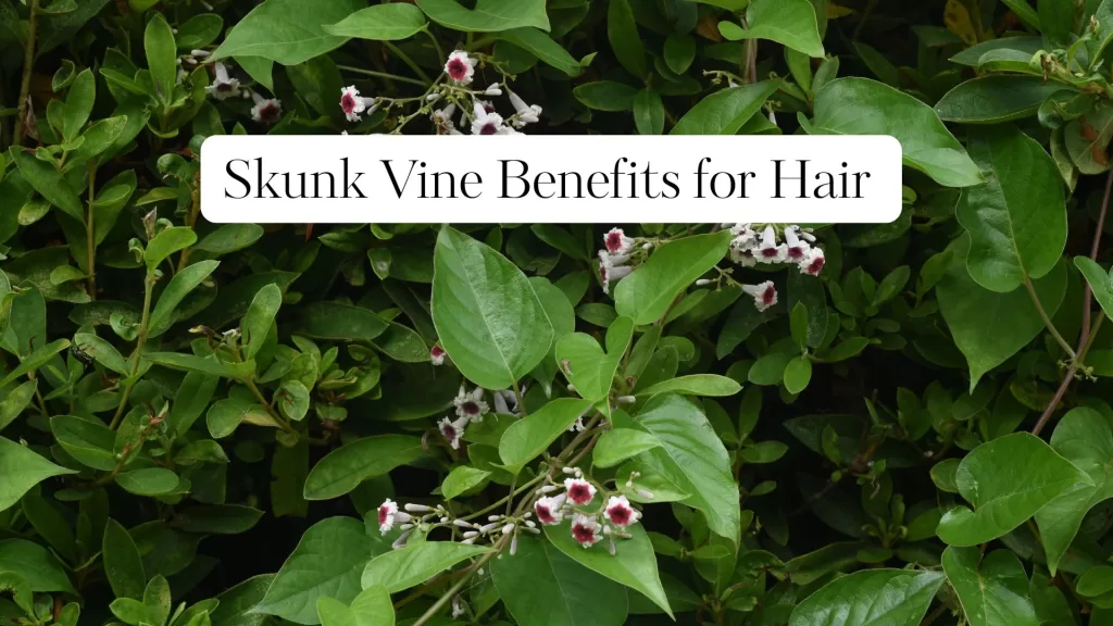 Skunk Vine Benefits for Hair, Skunk Vine Benefits for Hair, including natural hair growth, dandruff reduction, and scalp health support.