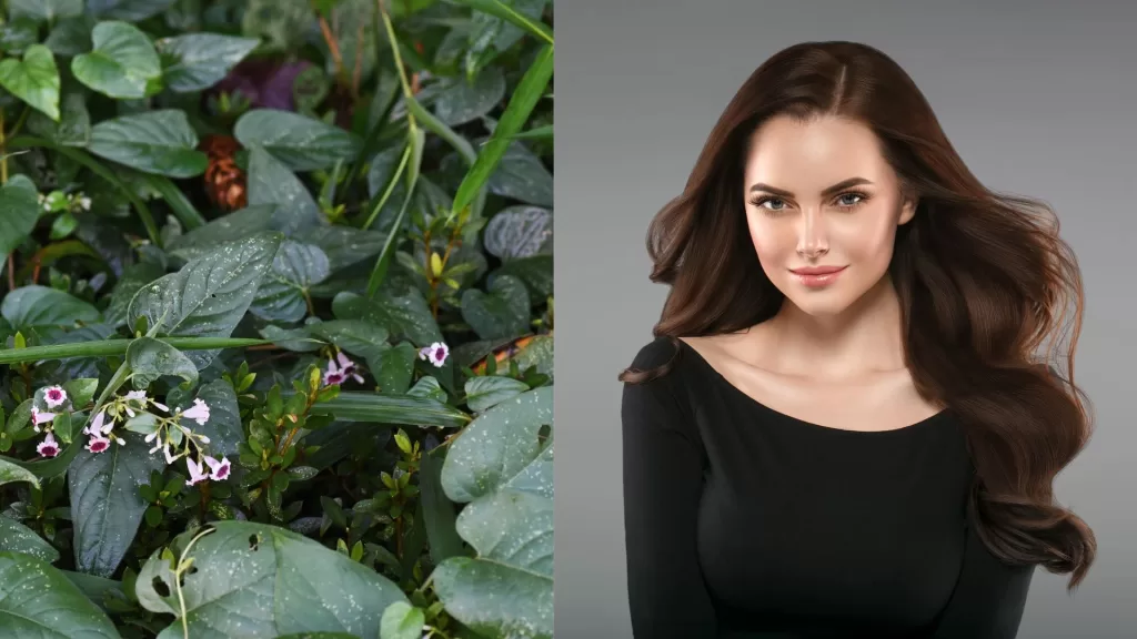 Skunk Vine Benefits for Hair, including natural hair growth, dandruff reduction, and scalp health support.
