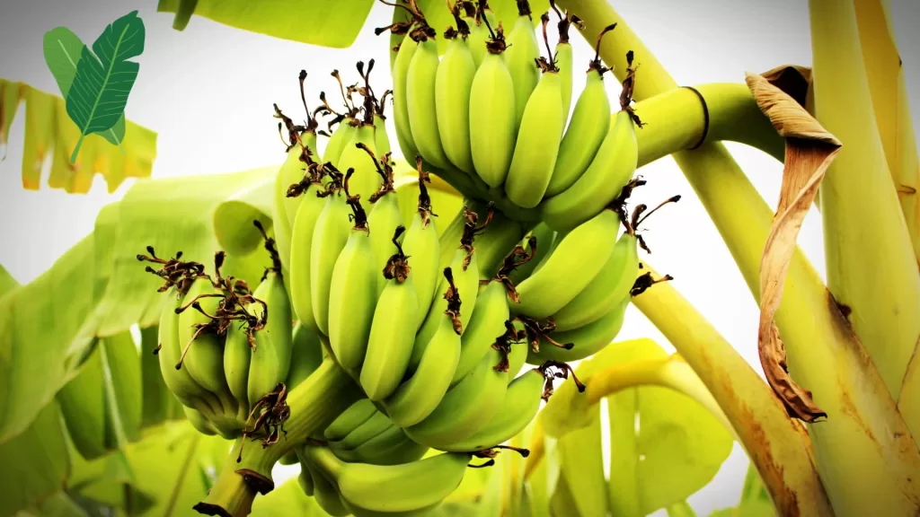 health benefits of raw banana