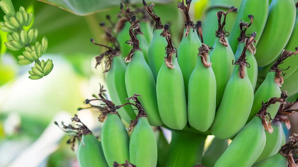 health benefits of raw banana