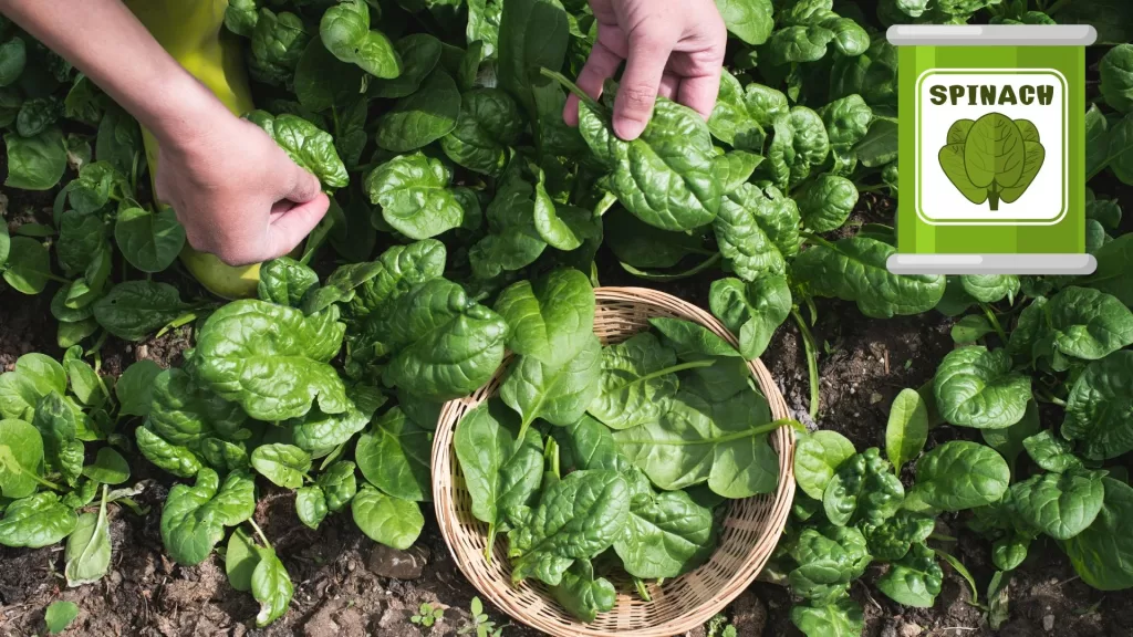 top 10 health benefits of spinach
