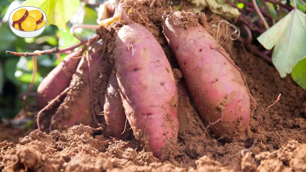 top 10 health benefits of sweet potatoes
