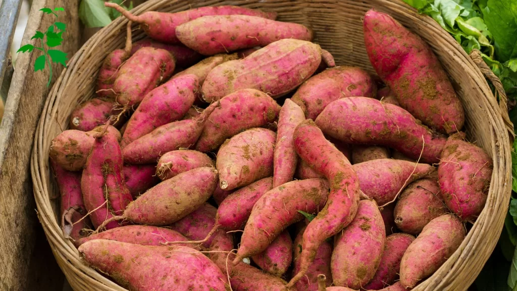 top 10 health benefits of sweet potatoes